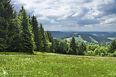 Bergwiesen am Aschberg